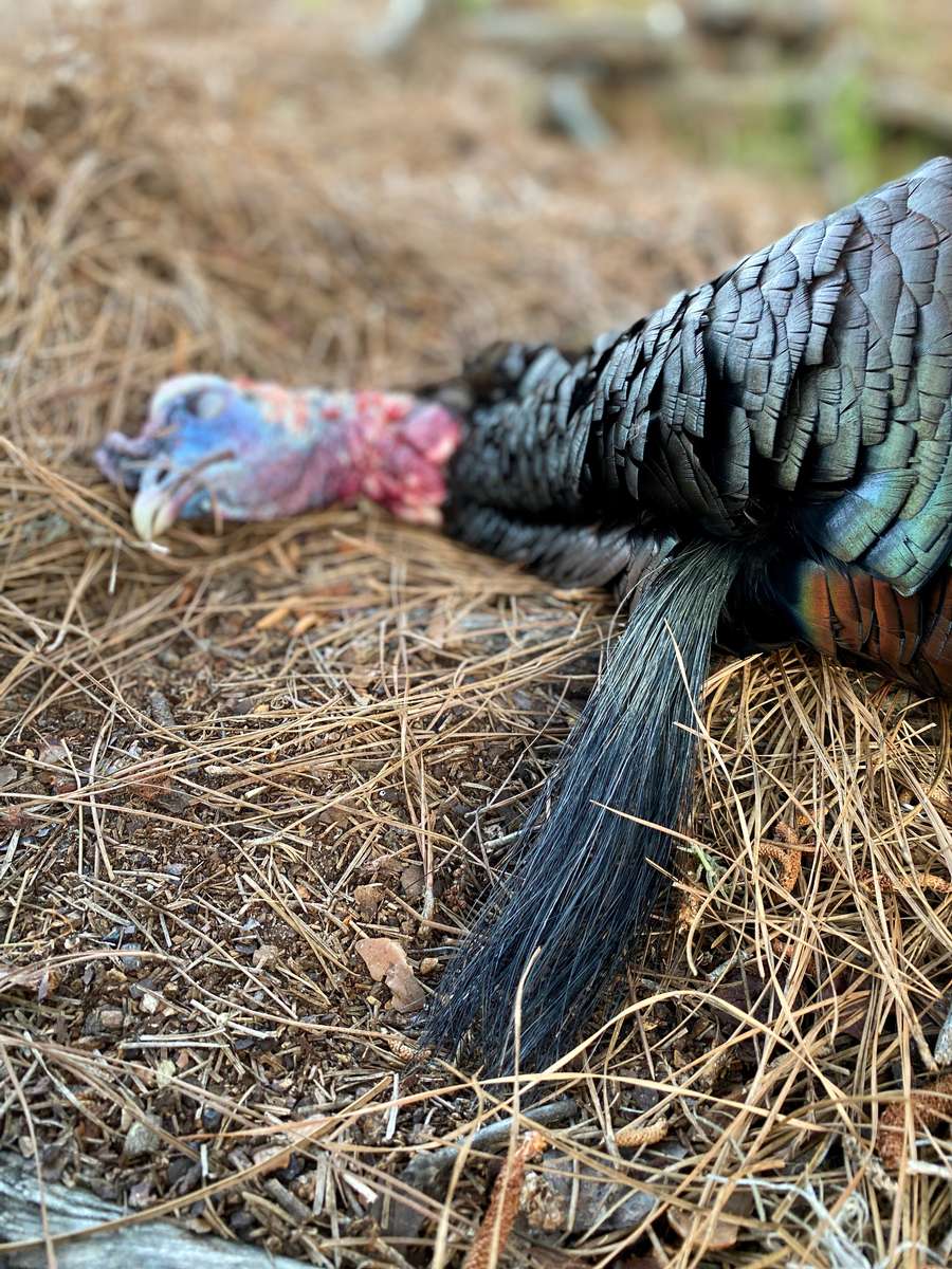 Osceola Turkey Hunting Rates osceola turkey hunts